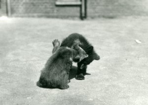 Twee Bruine Beertjes die Stoeien in de Dierentuin van Londen, juni 1914 door Frederick William Bond